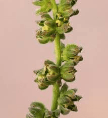 The Beet Inflorescence: Economic Importance, Uses, and By-Products The Beet Inflorescence: Economic Importance, Uses, and By-Products