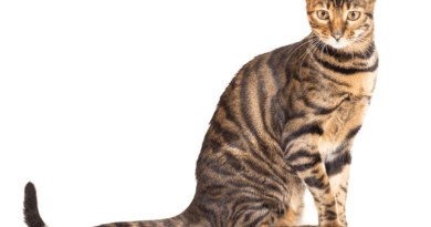 Toyger Cat Breed Description and Complete Care Guide