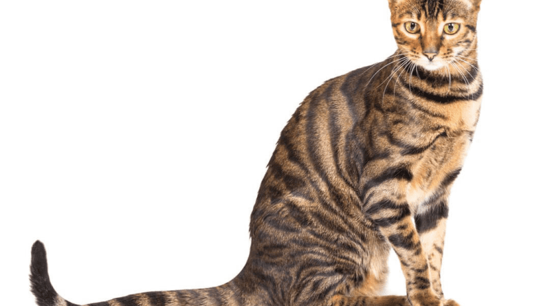 Toyger Cat Breed Description and Complete Care Guide