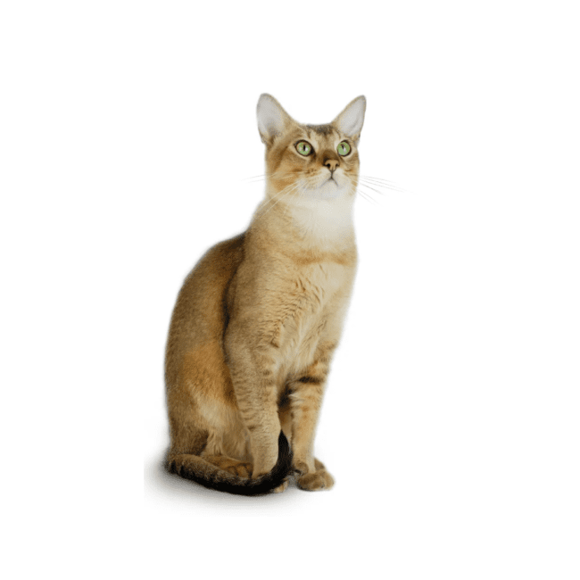 Chausie Cat Breed Description and Complete Care Guide