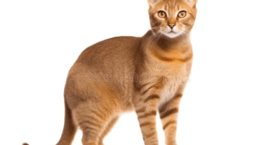 Chausie Cat Breed Description and Complete Care Guide