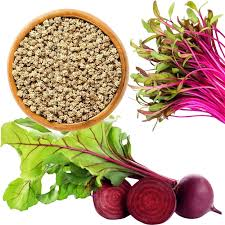 The Beet Seeds: Economic Importance, Uses, and By-Products