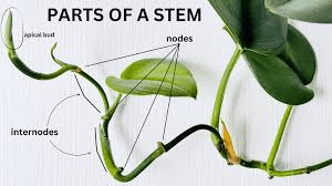 The Beet Nodes: Economic Importance, Uses, and By-Products The Beet Nodes: Economic Importance, Uses, and By-Products
