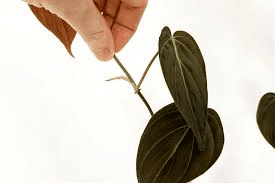 The Beet Nodes: Economic Importance, Uses, and By-Products The Beet Nodes: Economic Importance, Uses, and By-Products