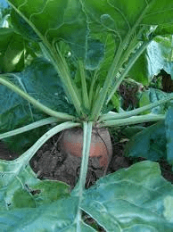 The Beet Nodes: Economic Importance, Uses, and By-Products The Beet Nodes: Economic Importance, Uses, and By-Products