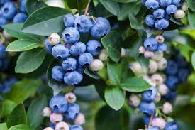 The Blueberry Fruits: Economic Importance, Uses, and By-Products