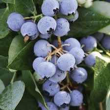 The Blueberry Fruits: Economic Importance, Uses, and By-Products