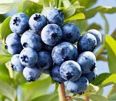 The Blueberry Skin: Economic Importance, Uses, and By-Products