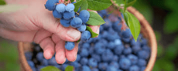 The Blueberry Skin: Economic Importance, Uses, and By-Products