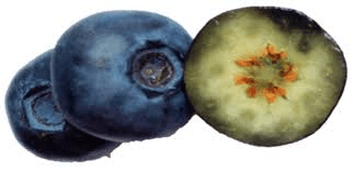 The Blueberry Flesh: Economic Importance, Uses, and By-Products