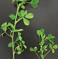 The Alfalfa Internodes: Economic Importance, Uses, and By-Products