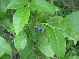 The Blueberry Leaves: Economic Importance, Uses, and By-Products The Blueberry Leaves: Economic Importance, Uses, and By-Products