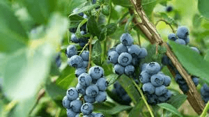 The Blueberry Leaves: Economic Importance, Uses, and By-Products The Blueberry Leaves: Economic Importance, Uses, and By-Products