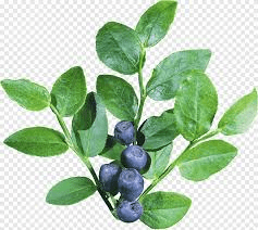 The Blueberry Leaves: Economic Importance, Uses, and By-Products The Blueberry Leaves: Economic Importance, Uses, and By-Products