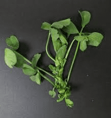 The Alfalfa Internodes: Economic Importance, Uses, and By-Products
