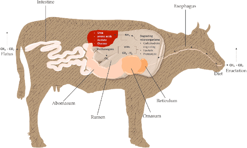 Protocols for In-Vitro Digestibility Trials in Animal Breeding