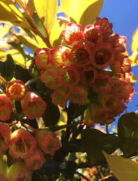 The Blueberry Inflorescence: Economic Importance, Uses, and By-Products