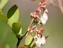 The Blueberry Inflorescence: Economic Importance, Uses, and By-Products