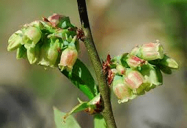 The Blueberry Inflorescence: Economic Importance, Uses, and By-Products