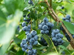 The Blueberry Peduncle: Economic Importance, Uses, and By-Products