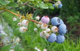 The Blueberry Peduncle: Economic Importance, Uses, and By-Products
