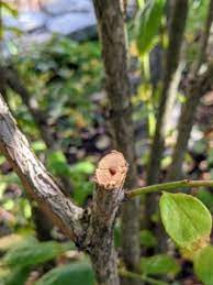 The Blueberry Bark: Economic Importance, Uses, and By-Products
