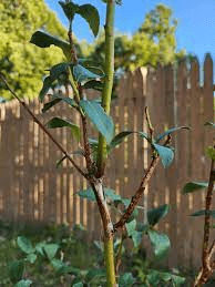 The Blueberry Bark: Economic Importance, Uses, and By-Products