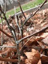 The Blueberry Bark: Economic Importance, Uses, and By-Products