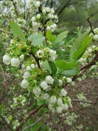 The Blueberry Pedicels: Economic Importance, Uses, and By-Products