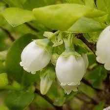 The Blueberry Pedicels: Economic Importance, Uses, and By-Products