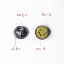 The Blueberry Calyx: Economic Importance, Uses, and By-Products The Blueberry Calyx: Economic Importance, Uses, and By-Products