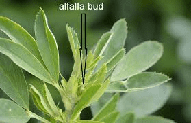 The Alfalfa Axillary Buds: Economic Importance, Uses, and By-Products