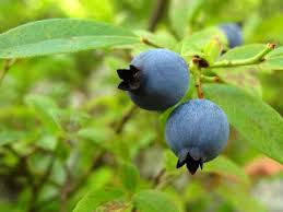 The Blueberry Calyx: Economic Importance, Uses, and By-Products