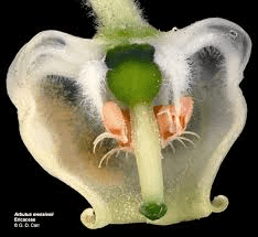 The Blueberry Stamens: Economic Importance, Uses, and By-Products