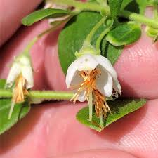 The Blueberry Stamens: Economic Importance, Uses, and By-Products