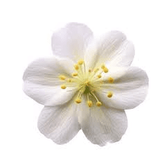 The Blueberry Stamens: Economic Importance, Uses, and By-Products