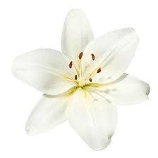 The Blueberry Pistil: Economic Importance, Uses, and By-Products