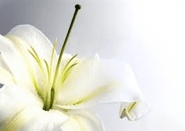 The Blueberry Pistil: Economic Importance, Uses, and By-Products