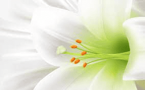The Blueberry Pistil: Economic Importance, Uses, and By-Products