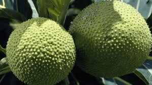The Breadfruit Skin: Economic Importance, Uses, and By-Products