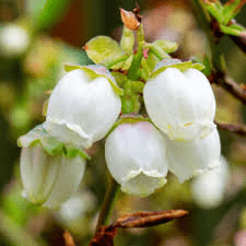 The Blueberry Flowers: Economic Importance, Uses, and By-Products