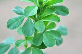 The Alfalfa Leaves: Economic Importance, Uses, and By-Products