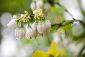 The Blueberry Flowers: Economic Importance, Uses, and By-Products