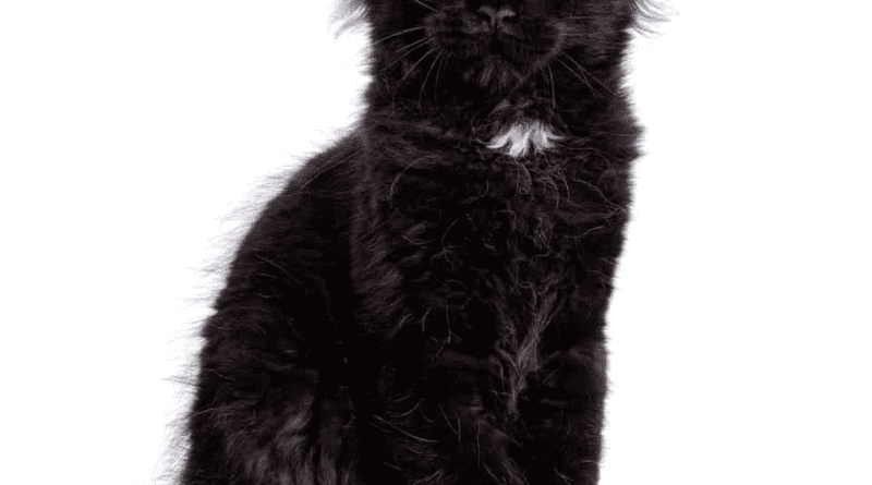 Black Maine Coon Cat Breed Description and Care Guide