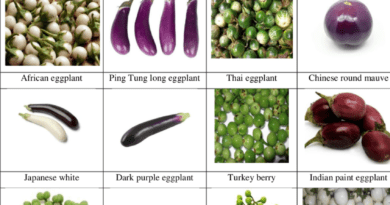 Different Varieties of European Eggplant and their Characteristics