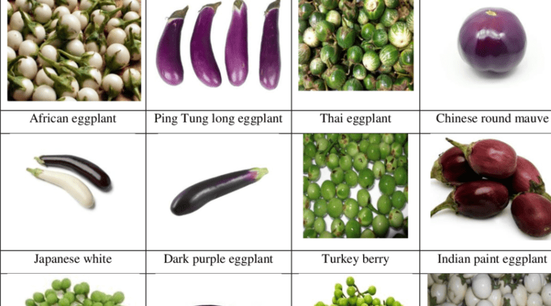 Different Varieties of European Eggplant and their Characteristics