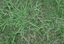 Crabgrass (Digitaria) - All You Need to Know About