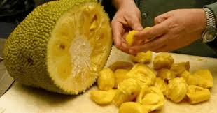 The Breadfruit Pulp: Economic Importance, Uses, and By-Products The Breadfruit Pulp: Economic Importance, Uses, and By-Products