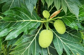 The Breadfruit Leaves: Economic Importance, Uses, and By-Products