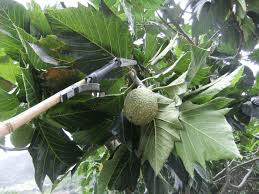 The Breadfruit Branches: Economic Importance, Uses, and By-Products